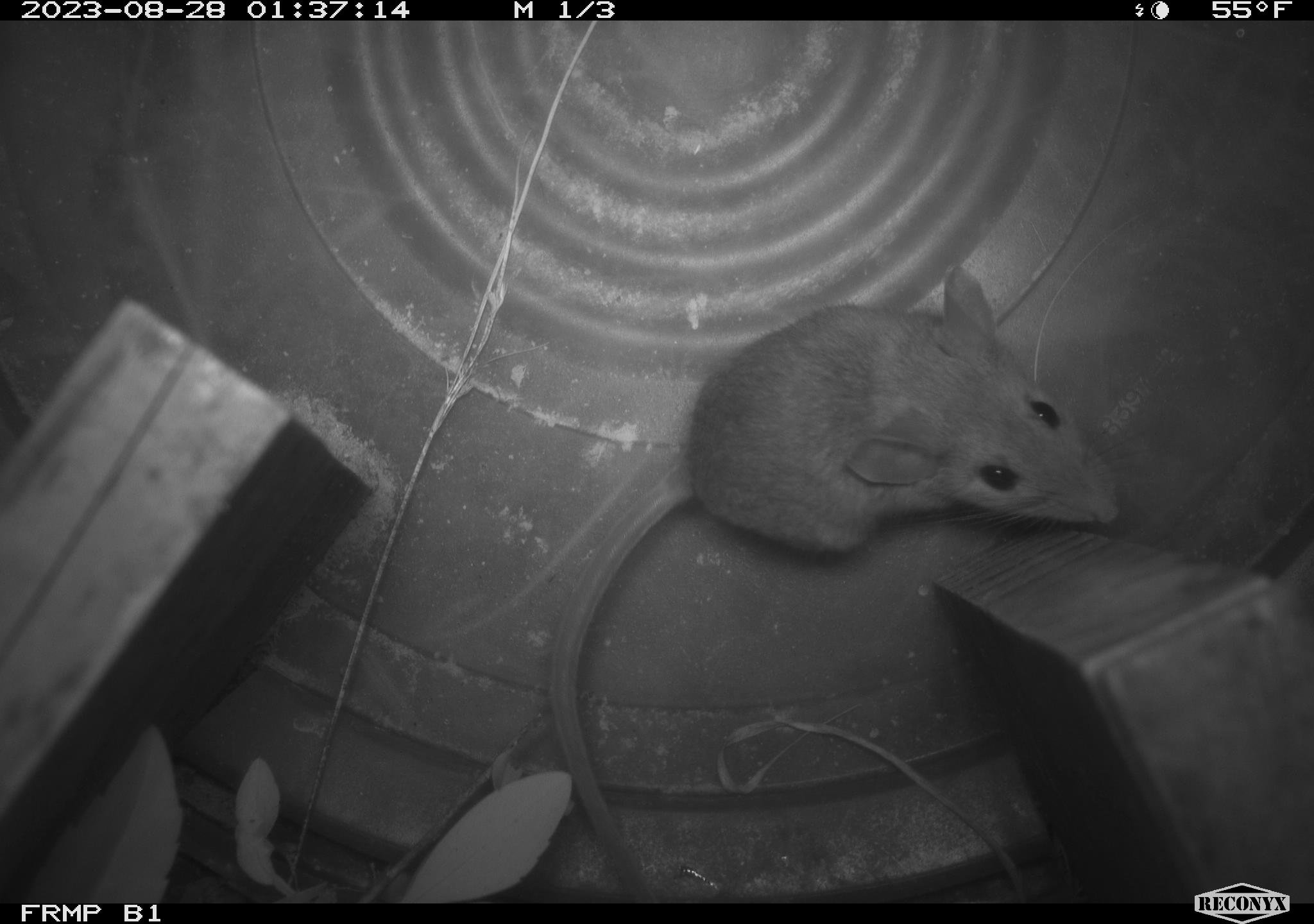 wildlifephotoclassification.jpg