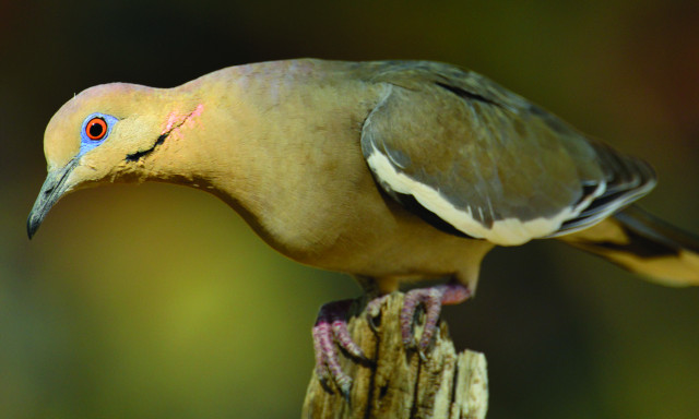 Program Photo  (162053)