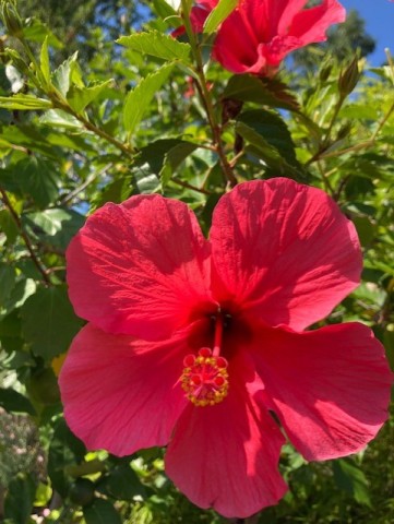 Agency Photo  (214267)