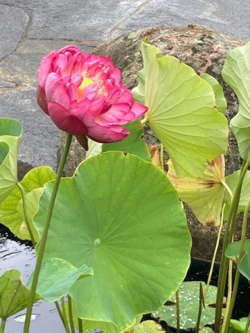 Agency Photo  (214268)