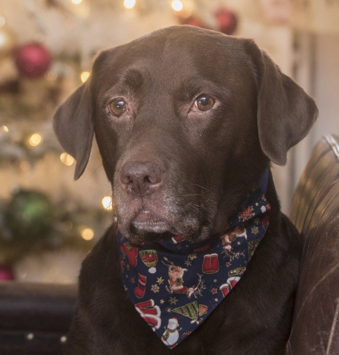  brown dog with bandana 