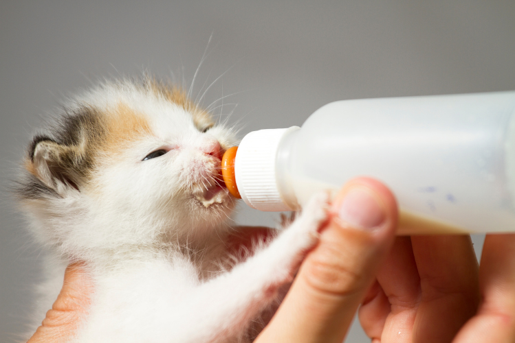 Kitten being bottle fed