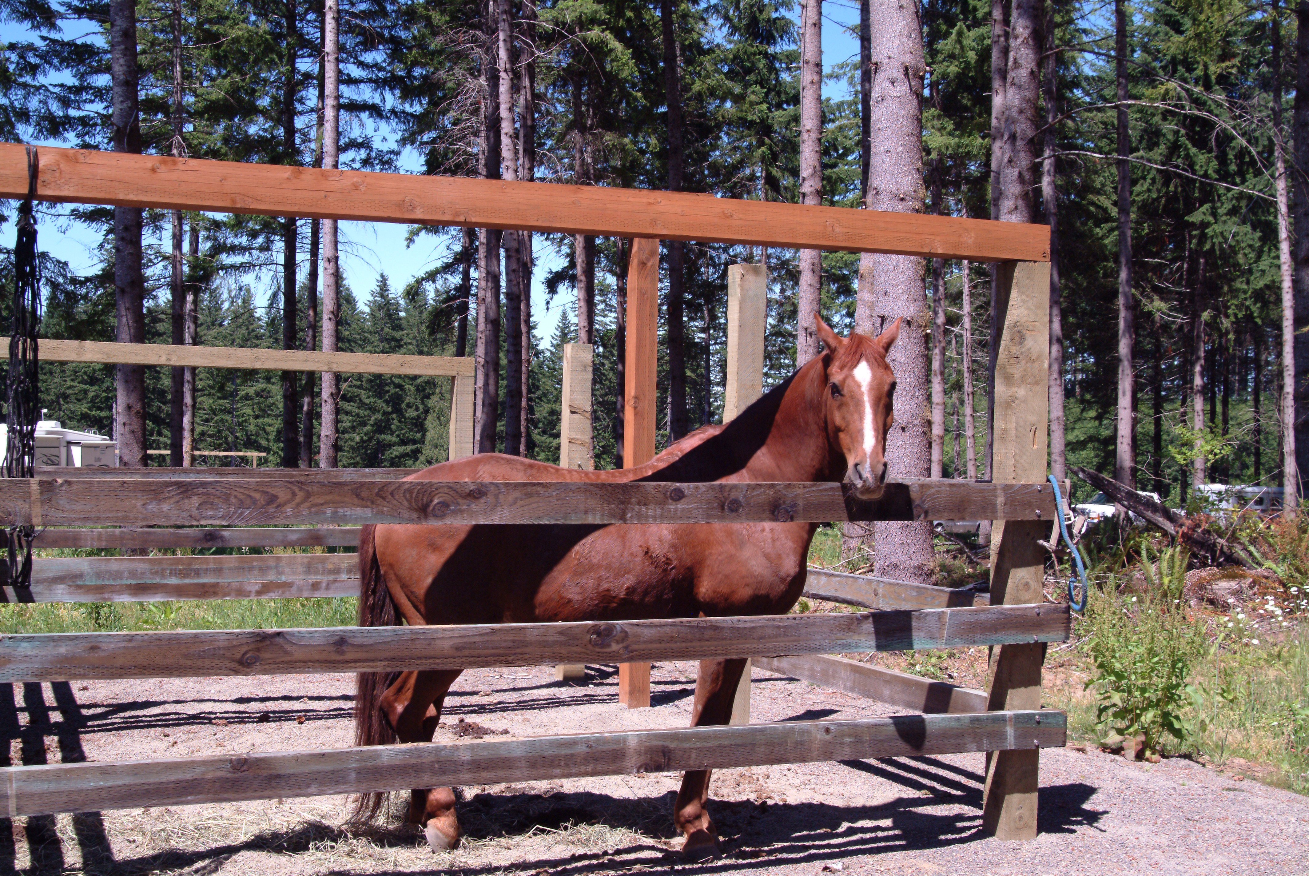 Horse standing in horse camp