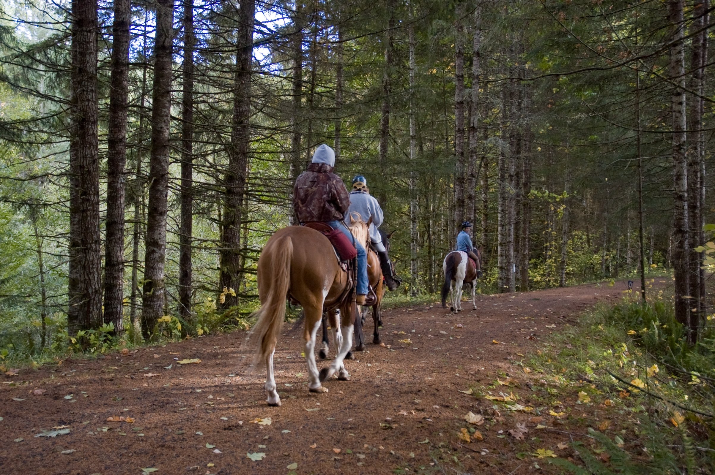 Three riders on horseback on a dirt forest trail.