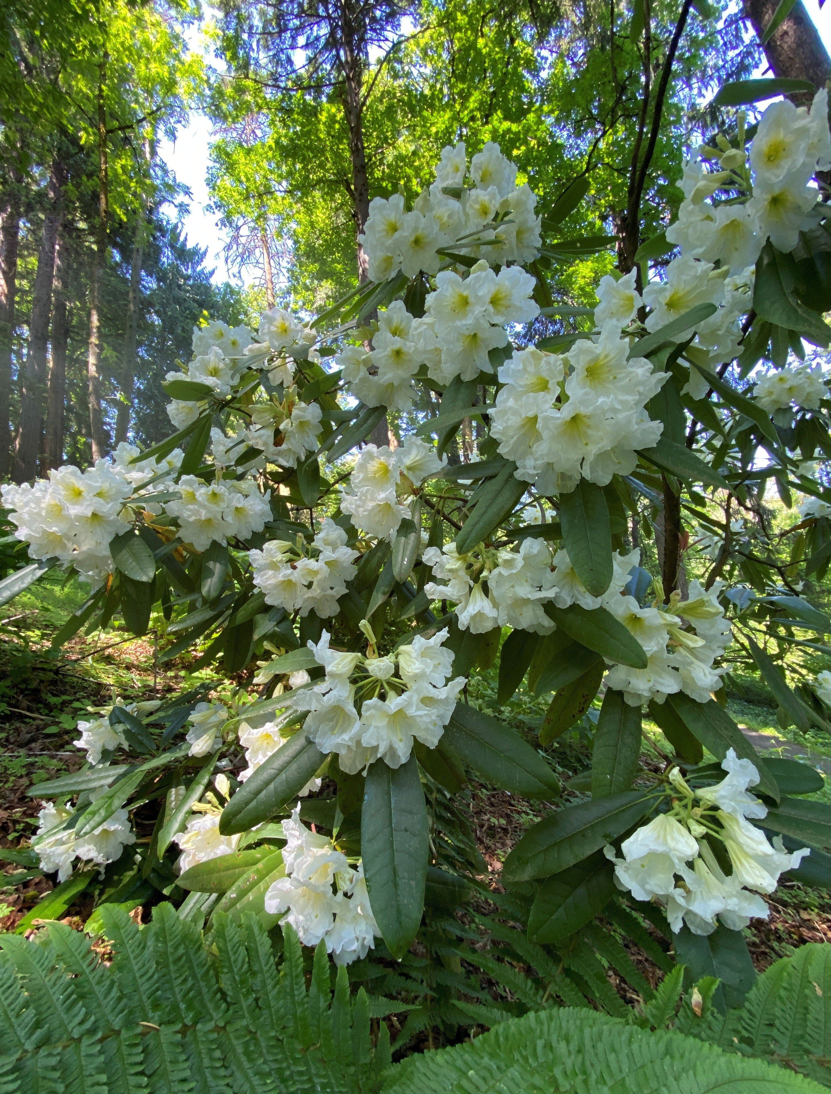 Rhododendron with white flowers
