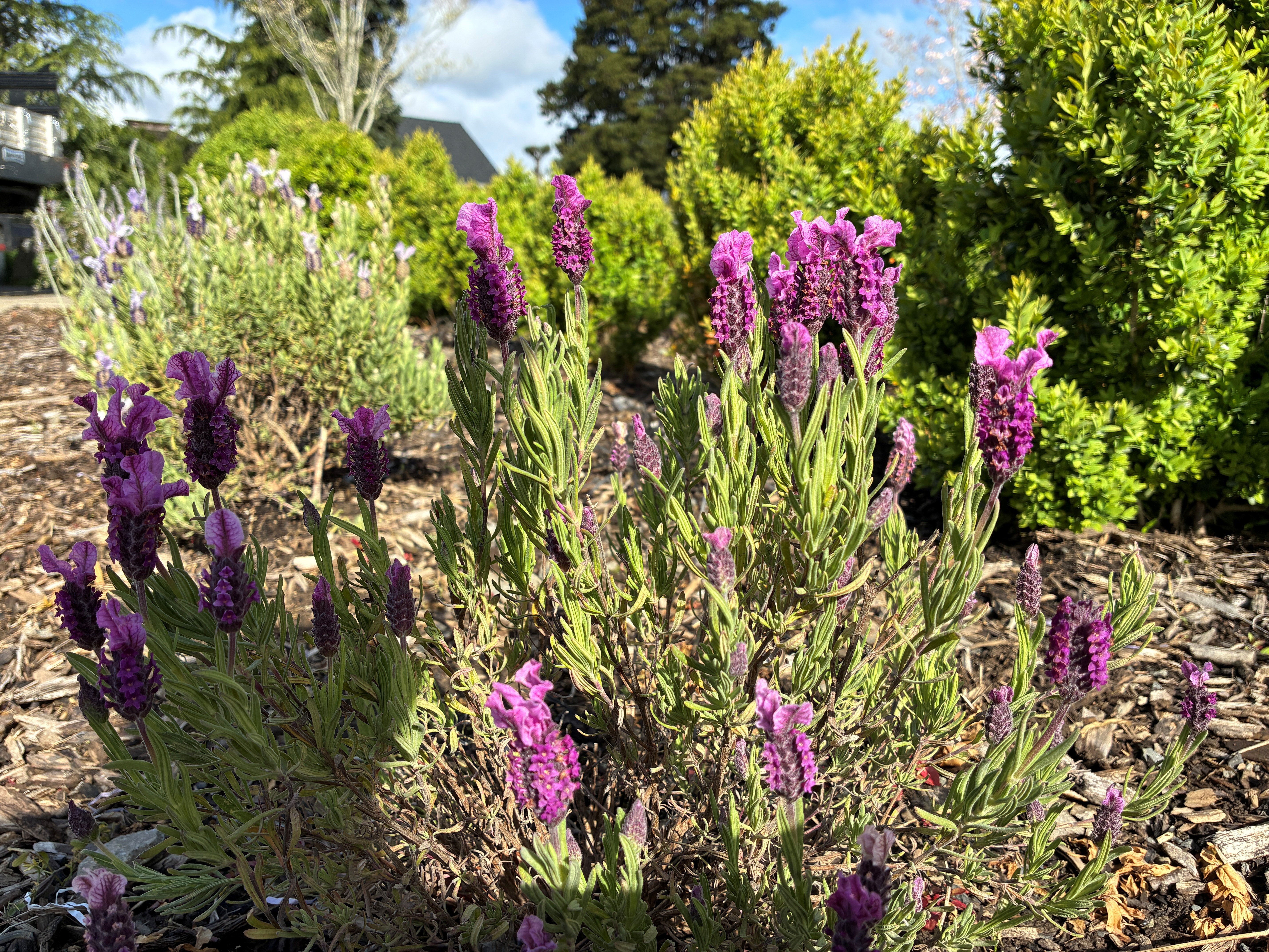 lavender flowers at luuwit view park