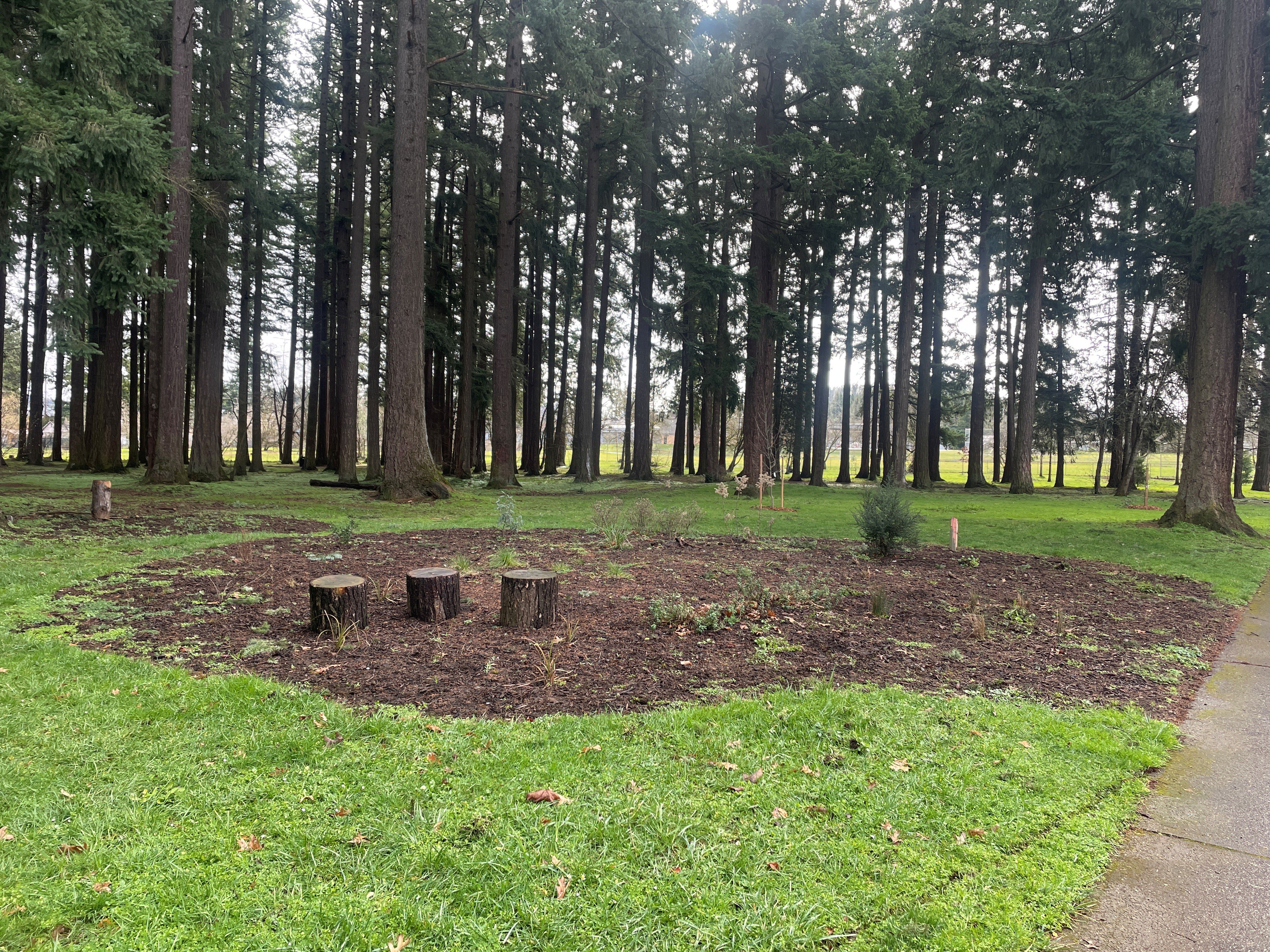 photo of one of the new pollinator patches at the park