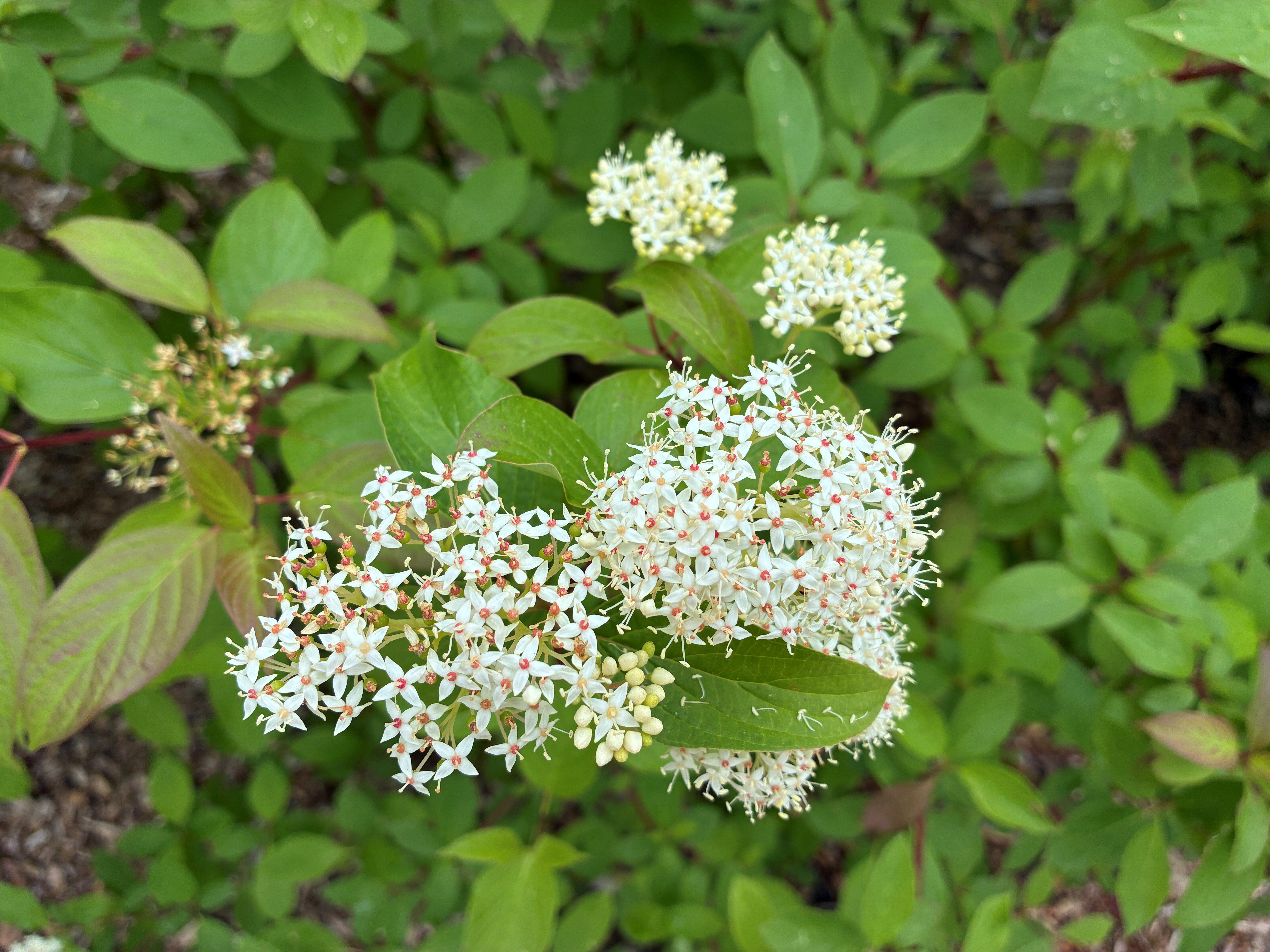 white flowers with yellow center blooming with foliage