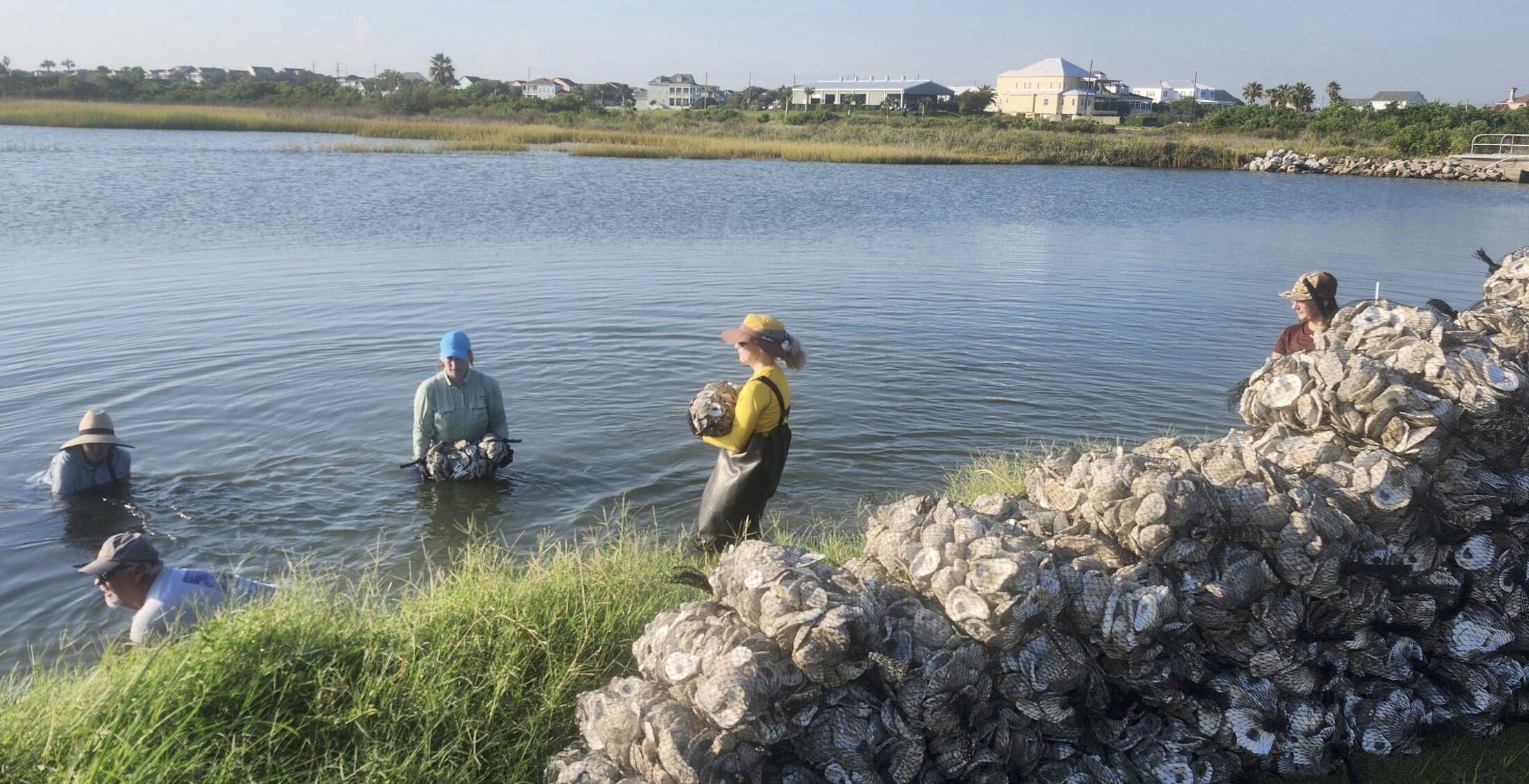Volunteers building oyster reef at Moody Gardens