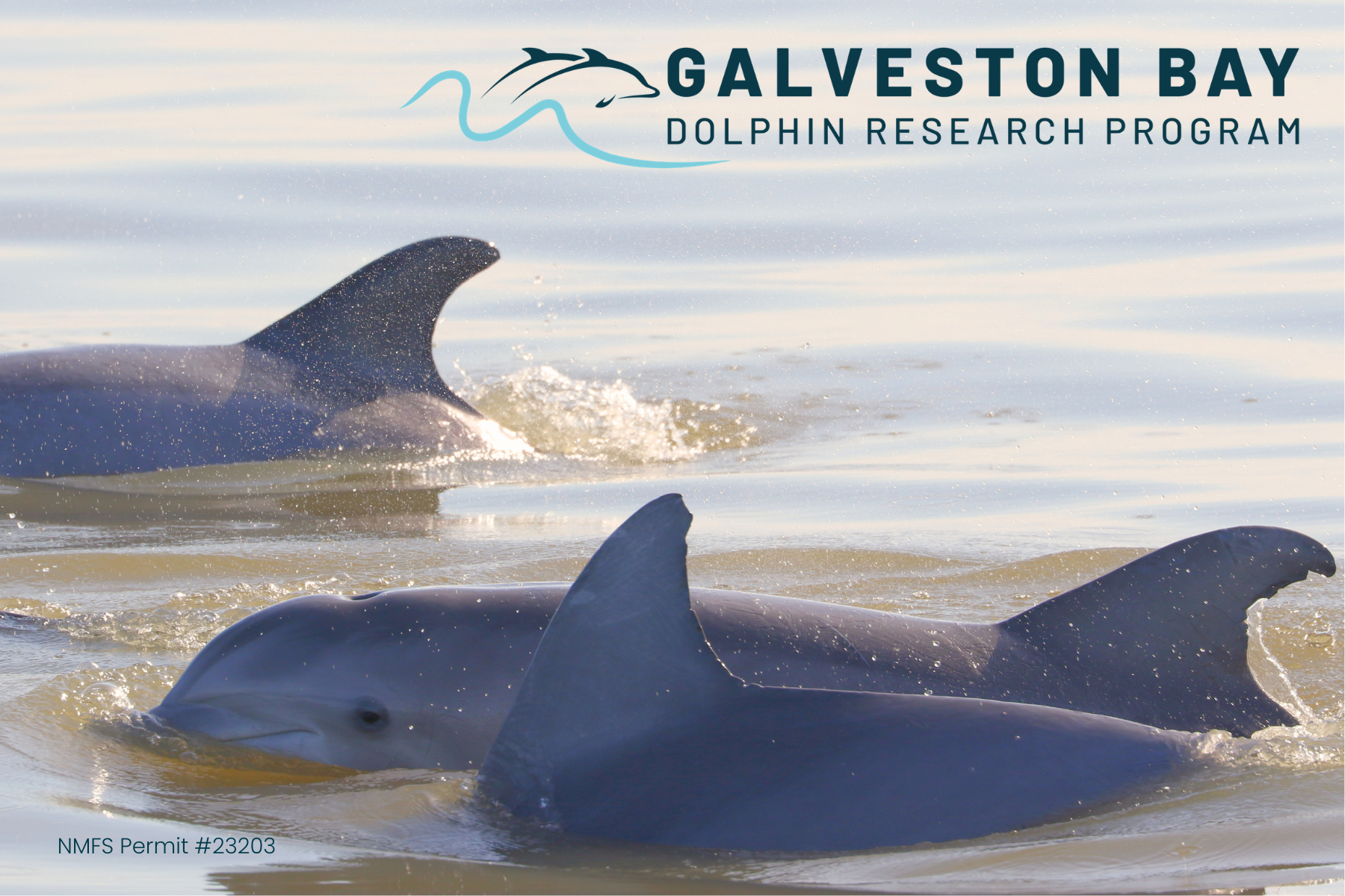 Galveston Bay Dolphin Research Program bottlenose dolphin