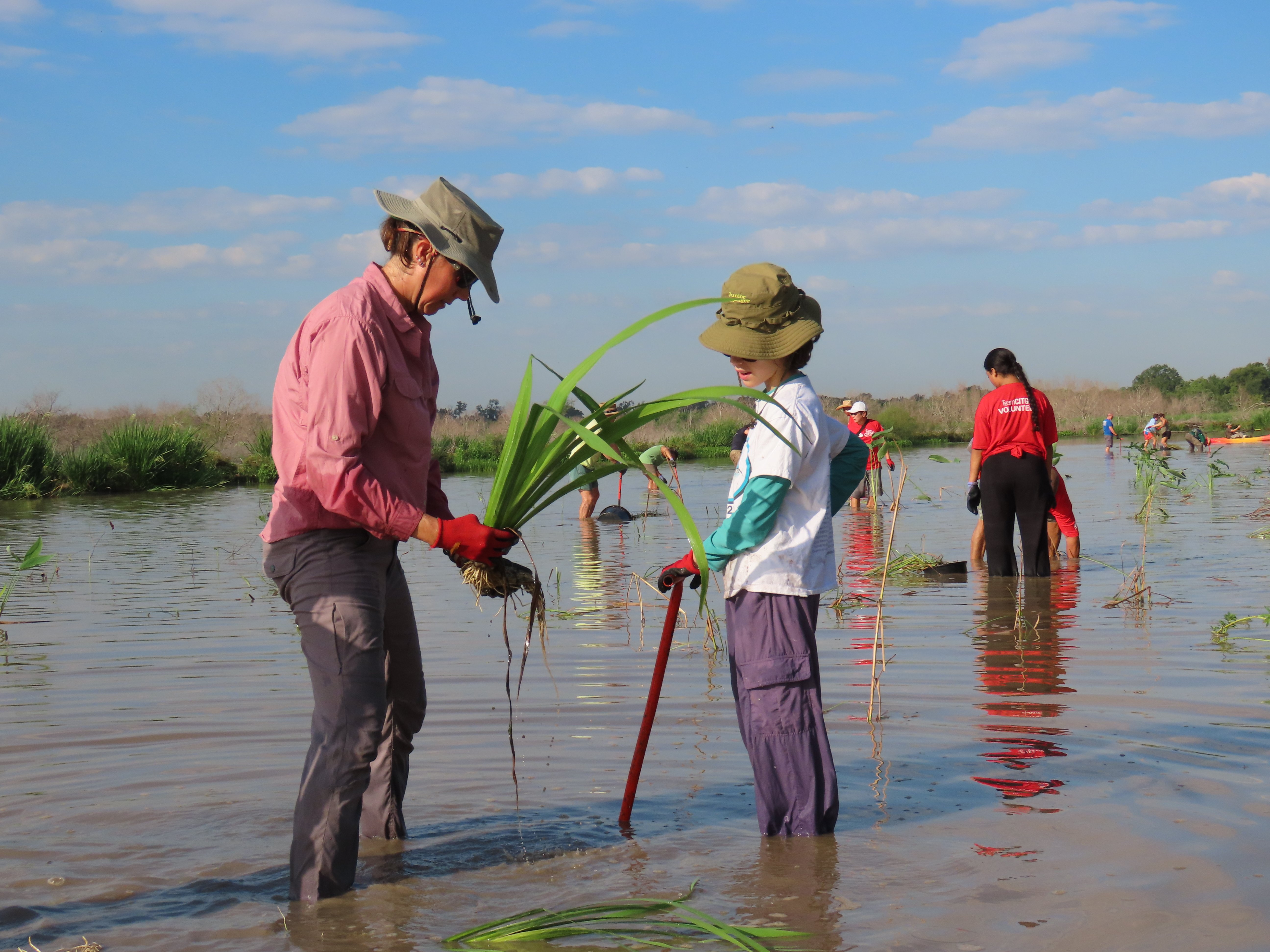 Marsh Mania volunteers restoring habitat