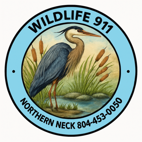 Organization Logo