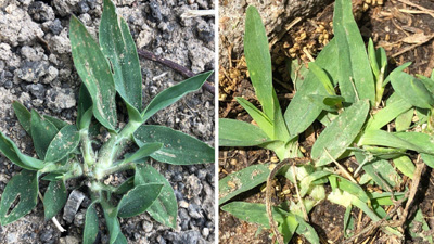 Pesticide and Fertilizer Calculations