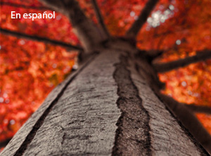 Calibre de arbol