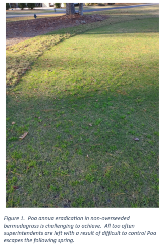 Poa annua Management in Dormant Bermudagrass – What’s the Answer?