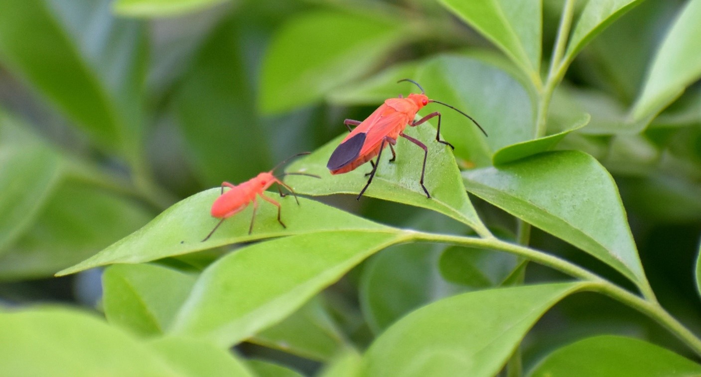 Insect of the Month: Boxelder Bugs