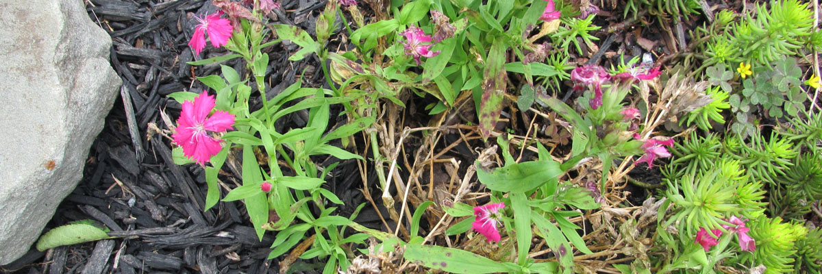 Fusarium – The What and The Why
