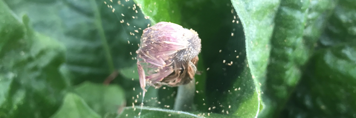Managing Mites in Greenhouses and Nurseries-Big Problems Come in Small Packages
