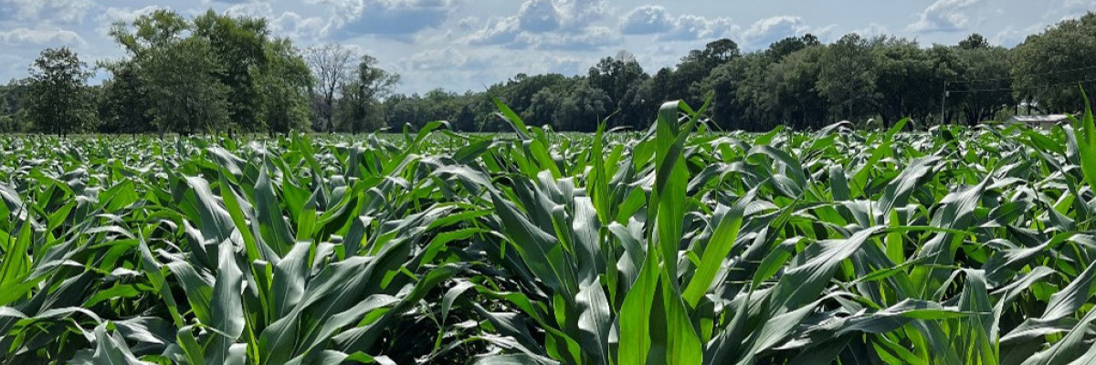POLYON® Nitrogen Efficiency in Corn