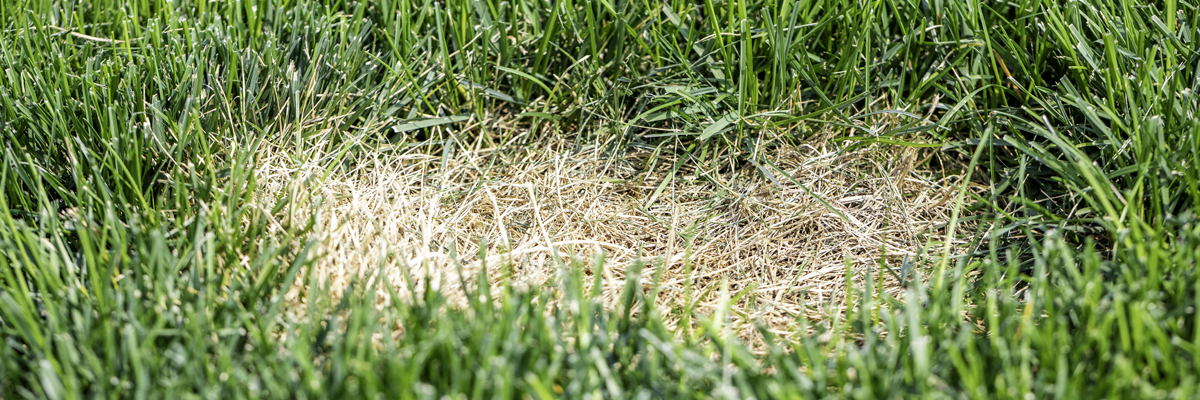 Lawn Disease Check-Up
