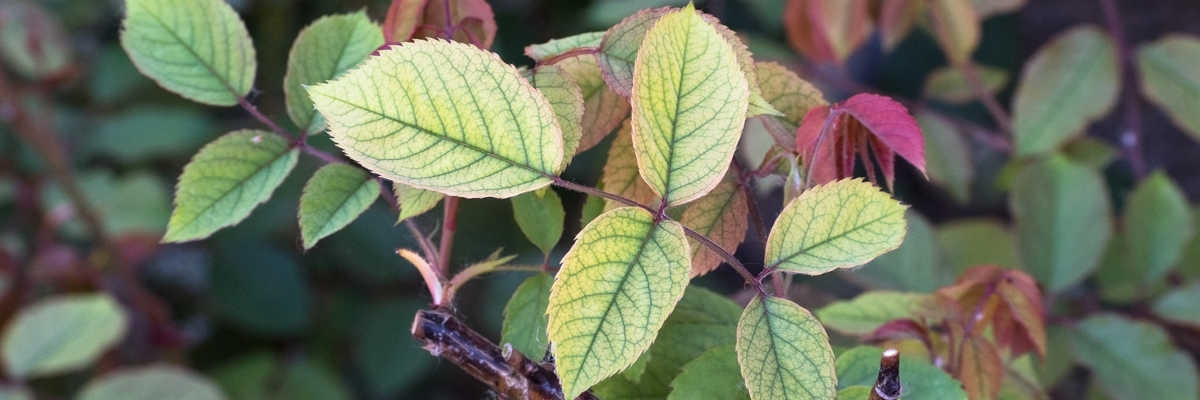 Nutrient of the Month: Magnesium