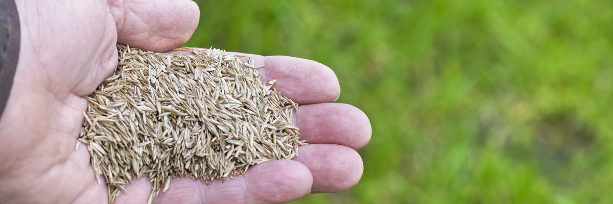 Rye Grass Seed Outlook for 2022