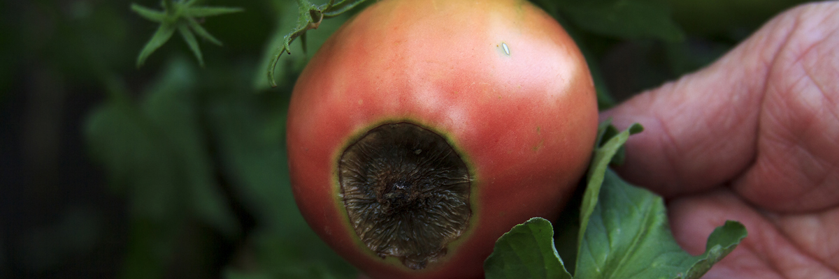 Preventing Blossom End Rot