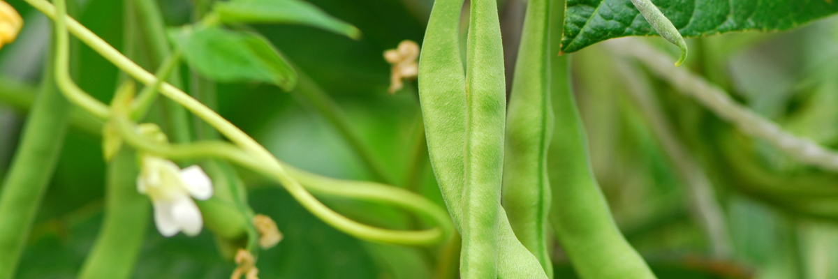 POLYON® Fertilizer Increases Snap Bean Yield and Reduces Leaching