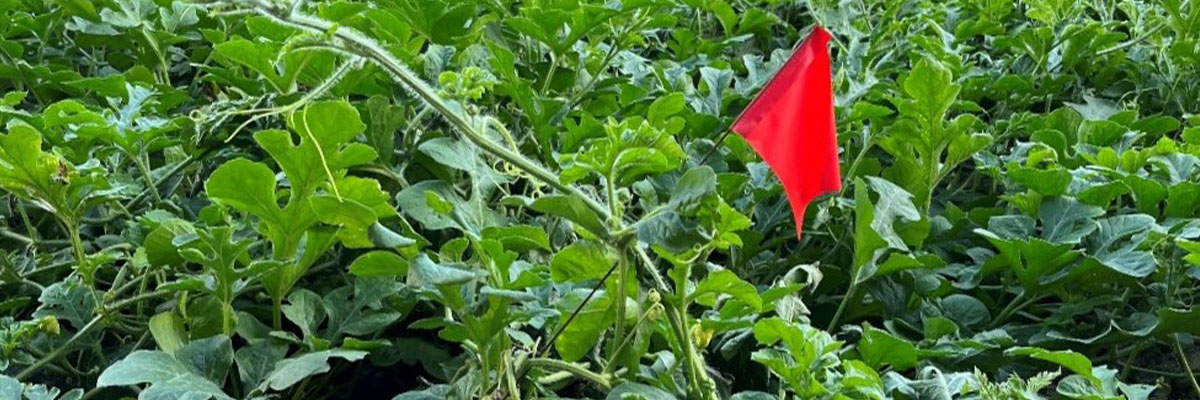 POLYON® Production in Watermelon Produces Surprising Results