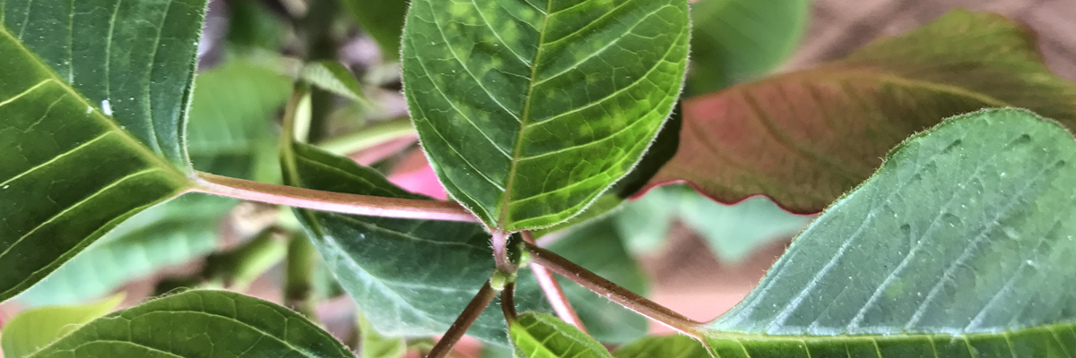 Whiteflies - Managing a Pesky Insect
