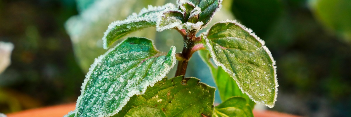 Nursery Winter Prep for Growers