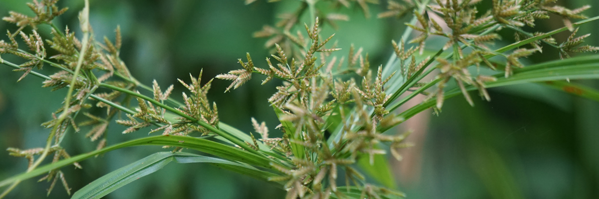 Yellow Nutsedge Weed Spotlight
