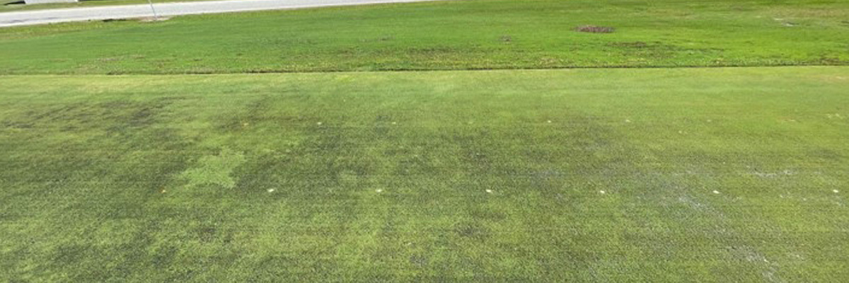 Research Update: Title Phyte Systemic Fungicide
