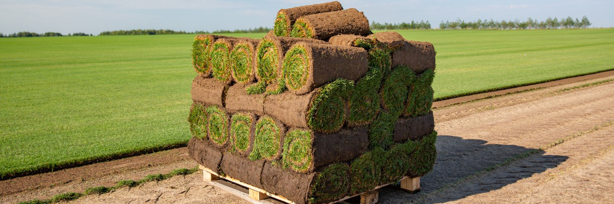A Sit Down with Carolina Fresh Farms and New Life Turf