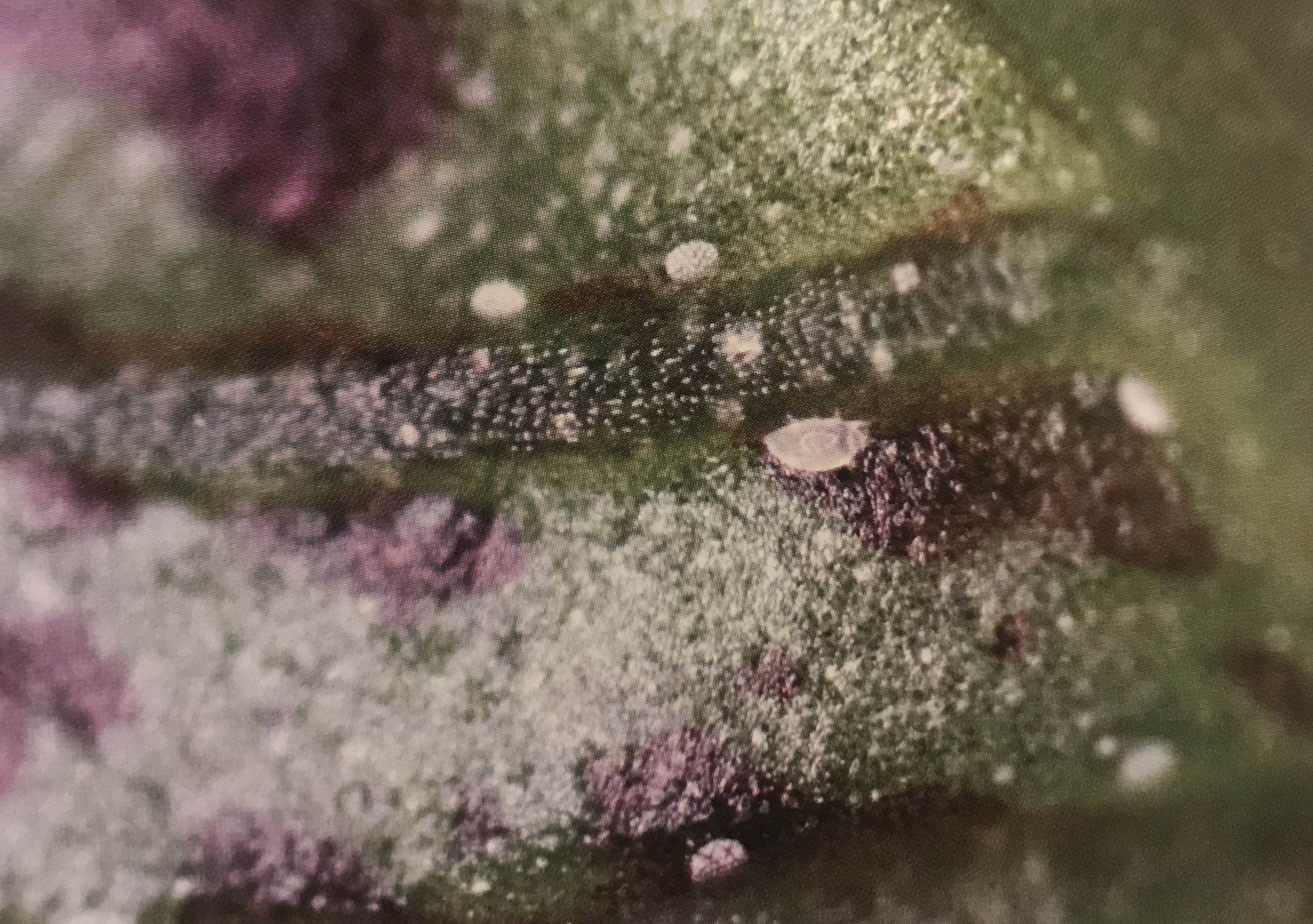 Managing Mites in Greenhouses and Nurseries-Big Problems Come in Small Packages