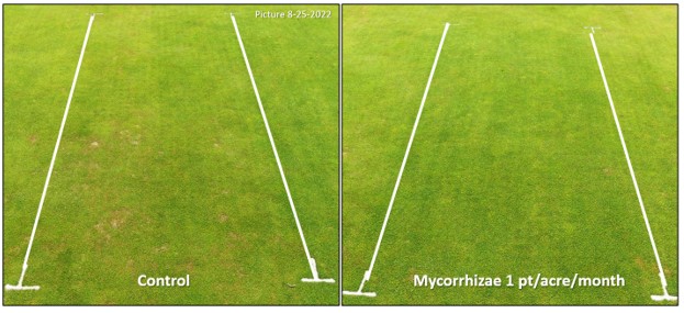 2022 Turfgrass Research Recap - A Few Highlights from the 2022 Harrell’s Field Research Season