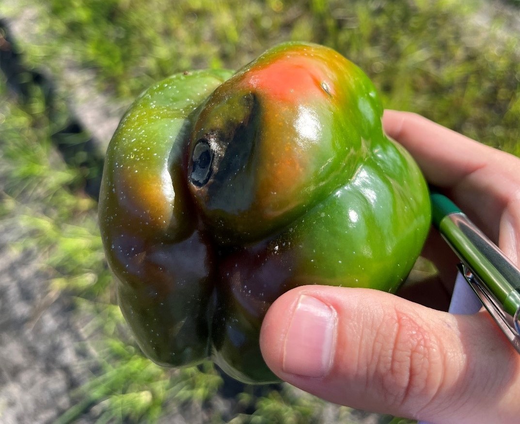 Preventing Blossom End Rot