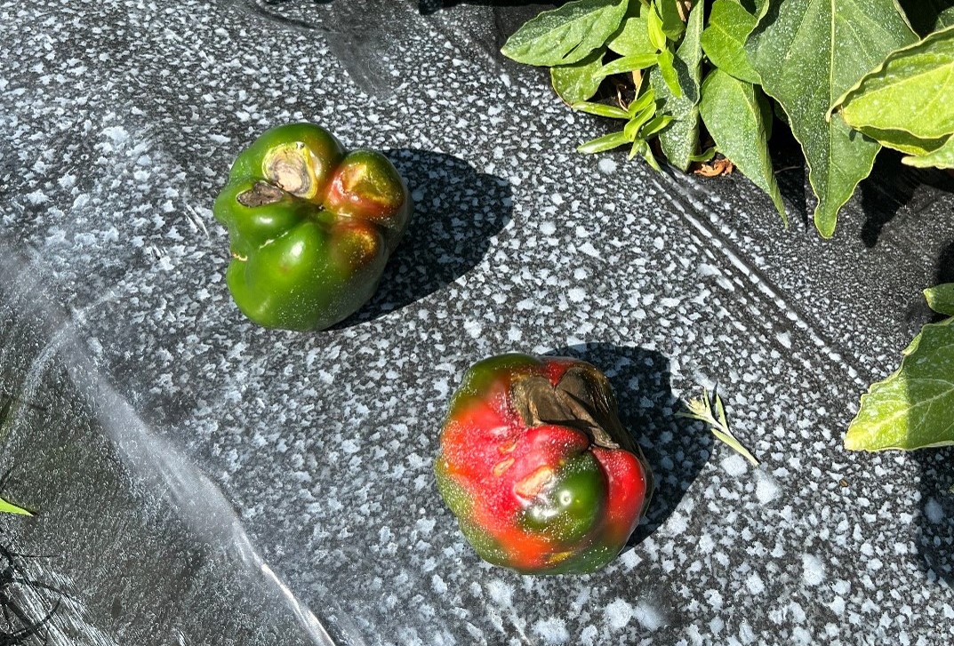 Preventing Blossom End Rot