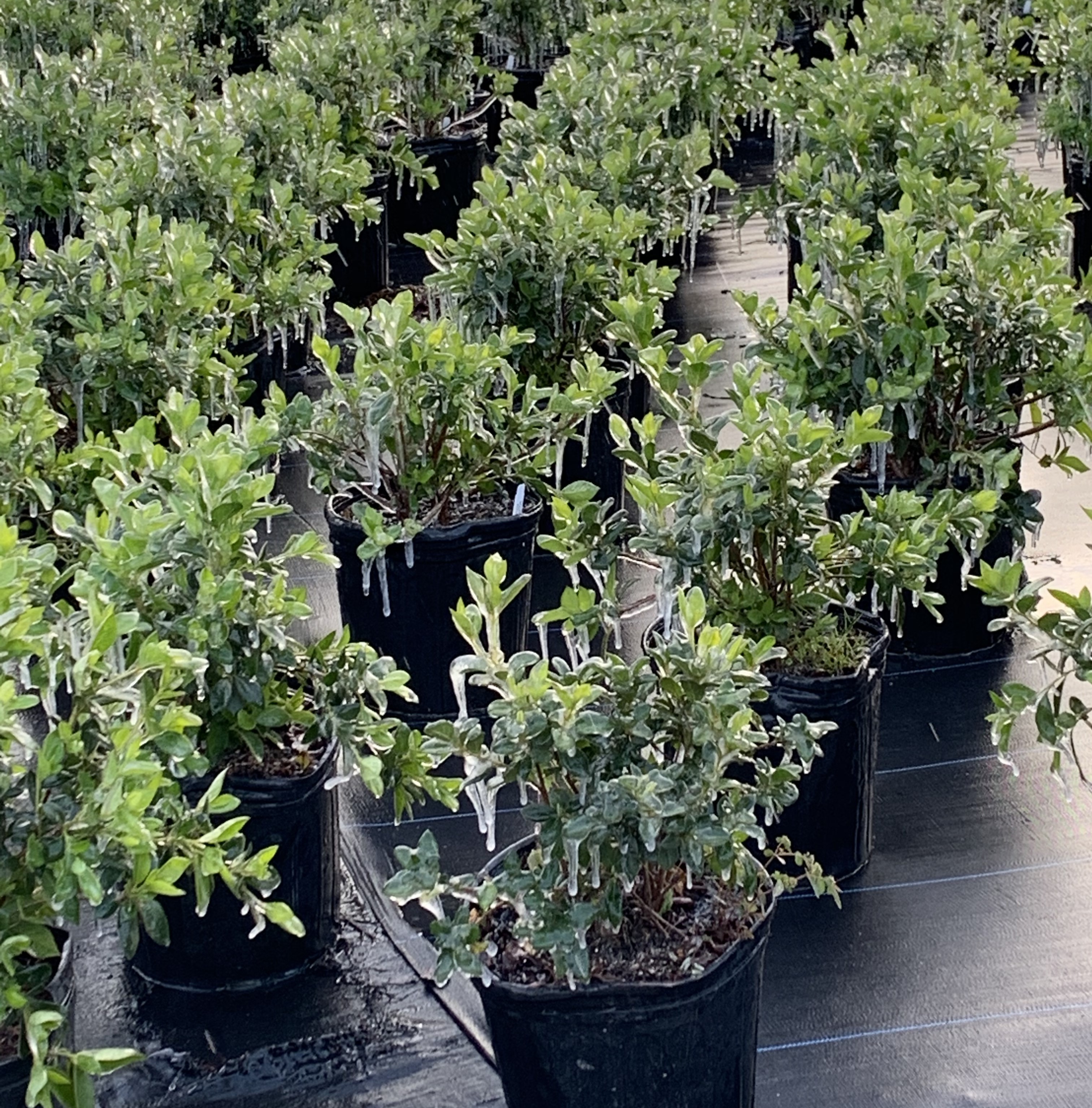 Nursery Winter Prep for Growers