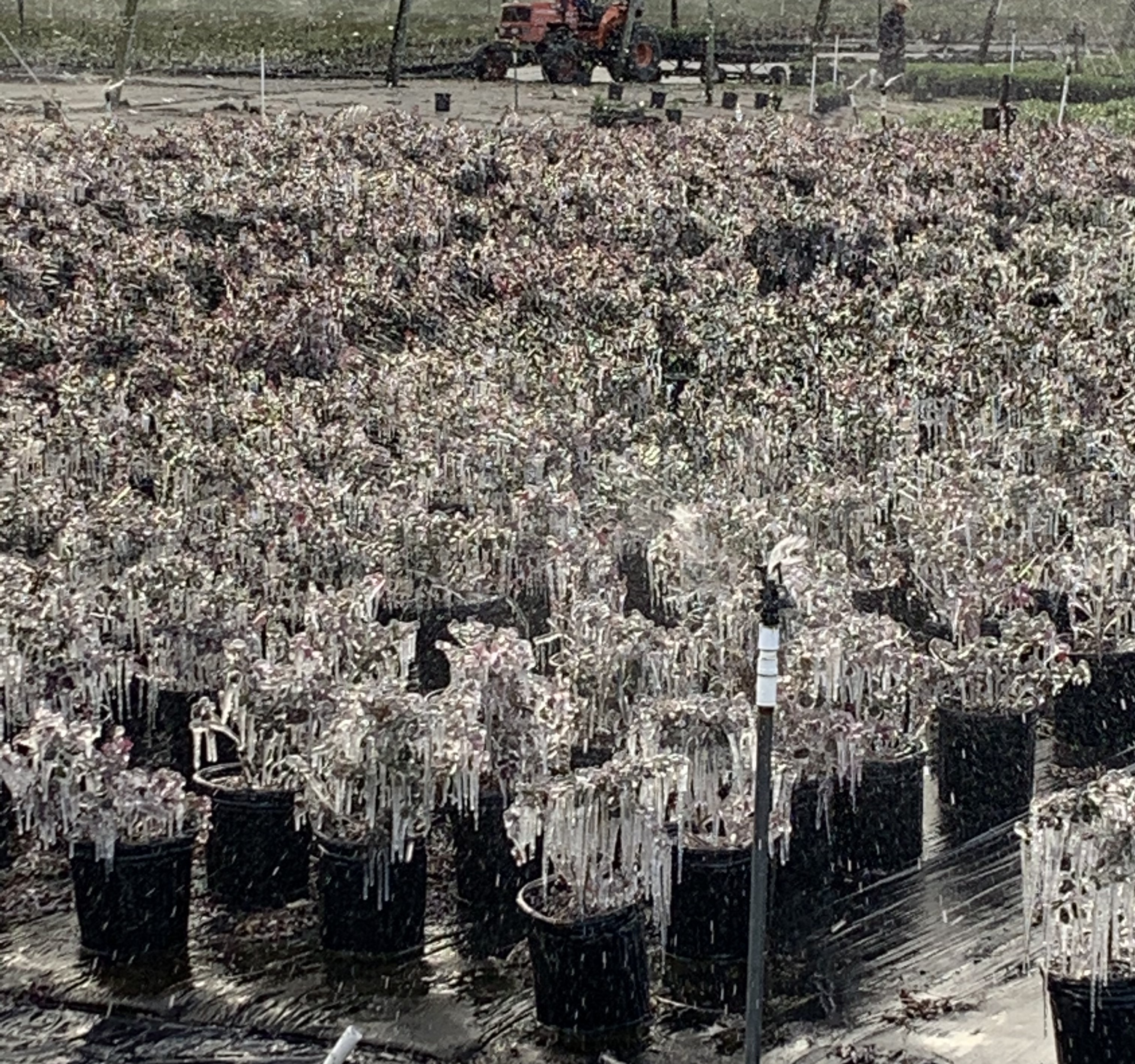 Nursery Winter Prep for Growers