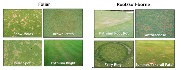 Harrell's Fungicide Programs - Your One-Stop Shop for Trusted Disease Control Recommendations
