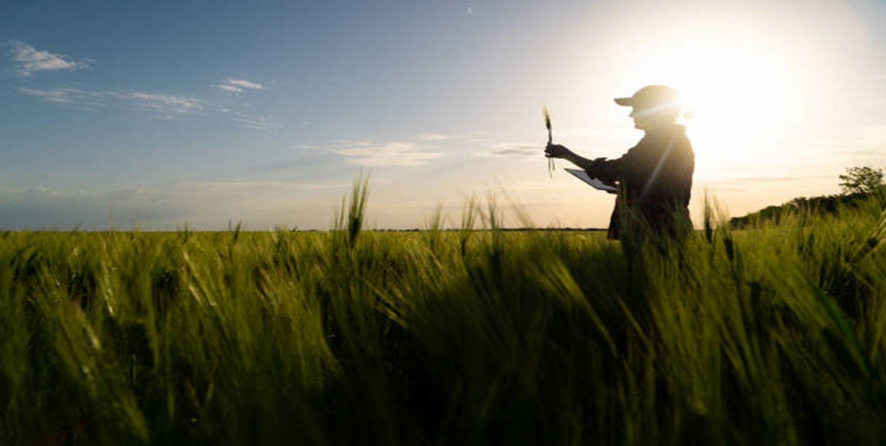 Rye Grass Seed Outlook for 2022