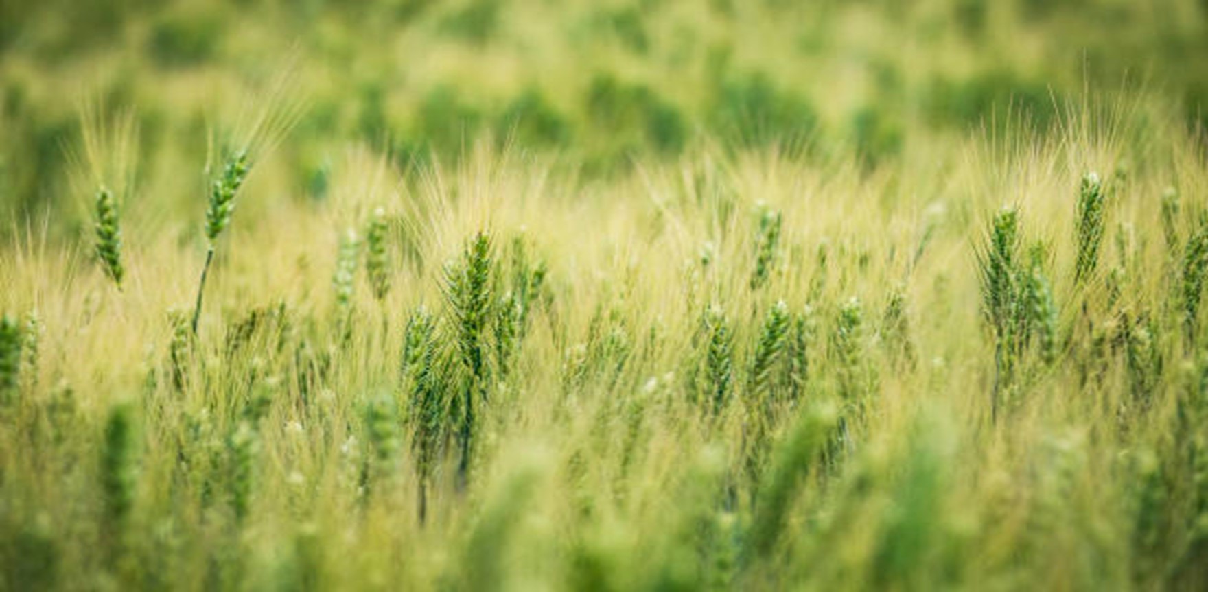Rye Grass Seed Outlook for 2022