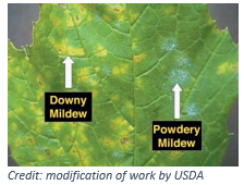 Powdery Mildew Disease Spotlight