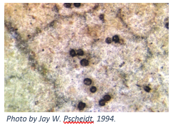Powdery Mildew Disease Spotlight