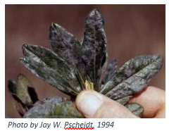 Powdery Mildew Disease Spotlight
