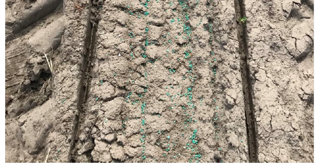 POLYON® Fertilizer Increases Snap Bean Yield and Reduces Leaching