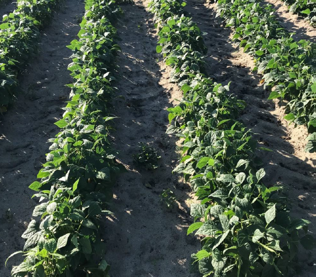 POLYON® Fertilizer Increases Snap Bean Yield and Reduces Leaching