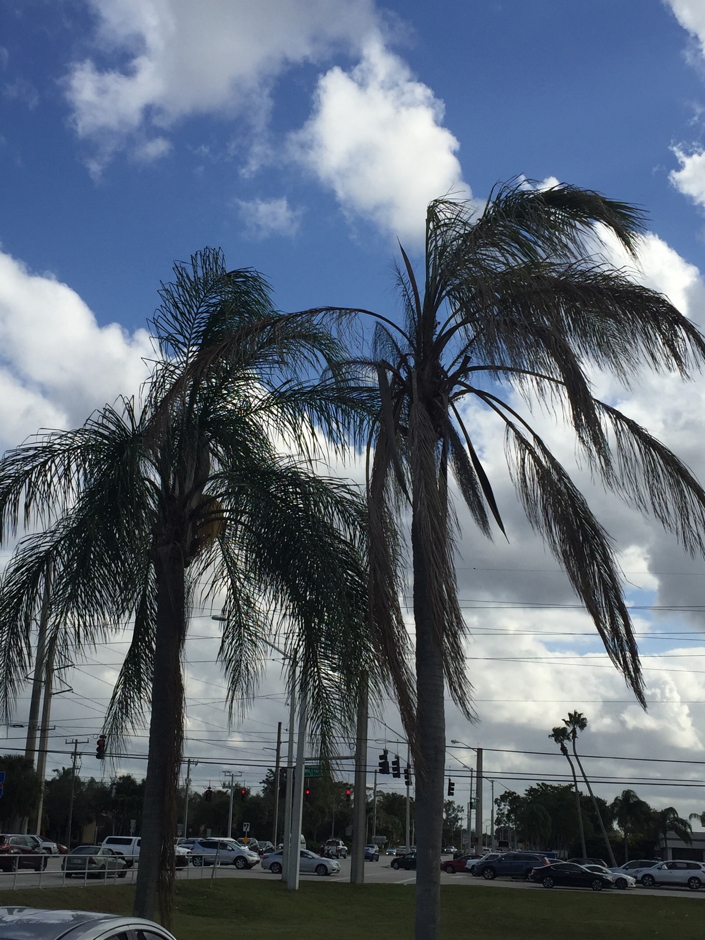 Fusarium – The What and The Why