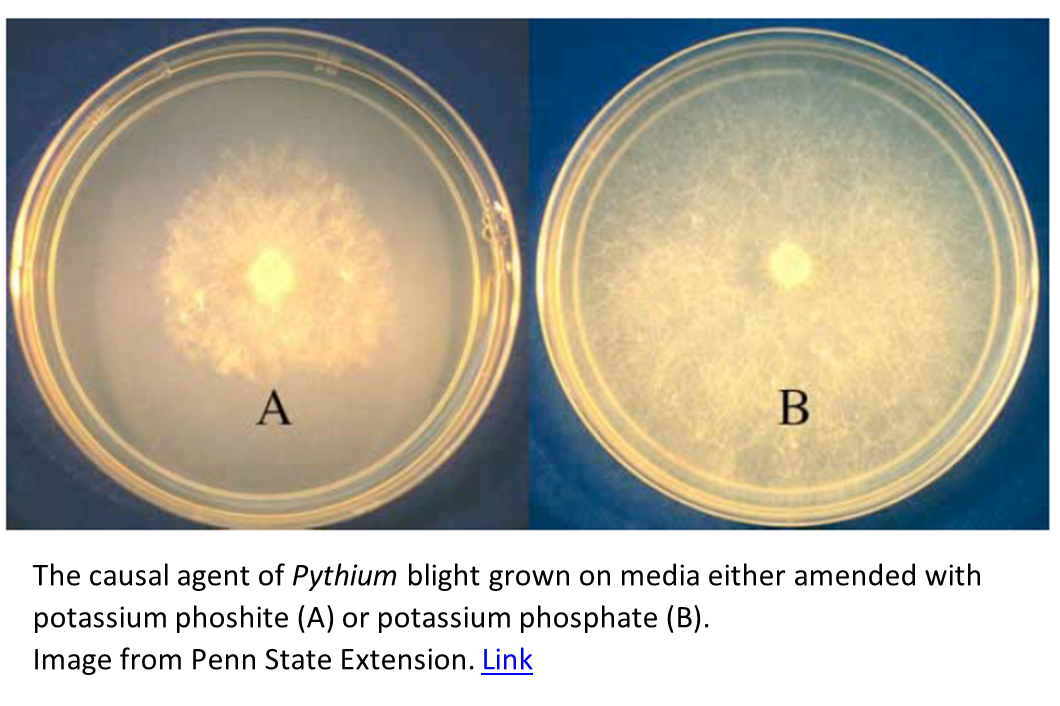 Phosphite Basics: How Title Phyte Works to Control Turf Diseases